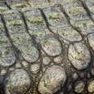 Crocodile skin